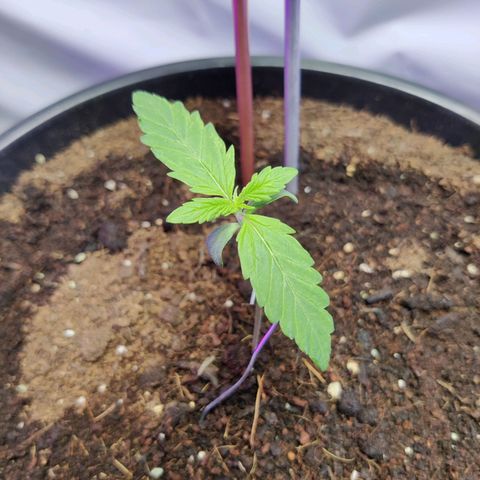 Smokey Joe Mark II growlog timeline photo