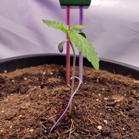 Smokey Joe Mark II growlog timeline photo