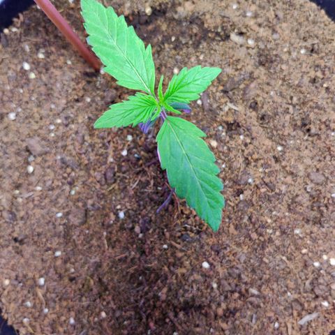 Smokey Joe Mark II growlog timeline photo