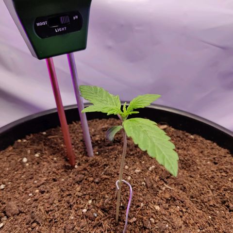 Smokey Joe Mark II growlog timeline photo