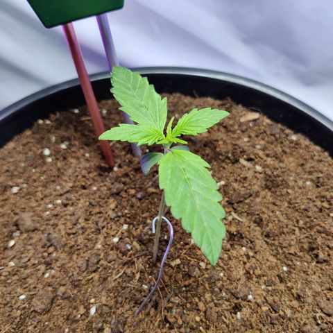 Smokey Joe Mark II growlog timeline photo