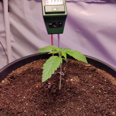 Smokey Joe Mark II growlog photo: Looking fucking goood
pH coming down 
About to start feeding 