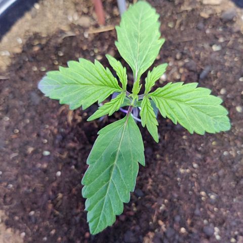 Smokey Joe Mark II growlog photo: Looking fucking goood
pH coming down 
About to start feeding 