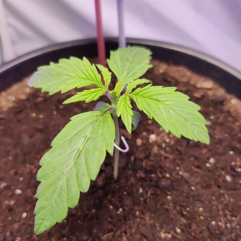 Smokey Joe Mark II growlog photo: Looking fucking goood
pH coming down 
About to start feeding 