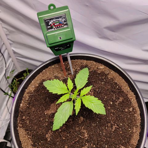 Smokey Joe Mark II growlog timeline photo