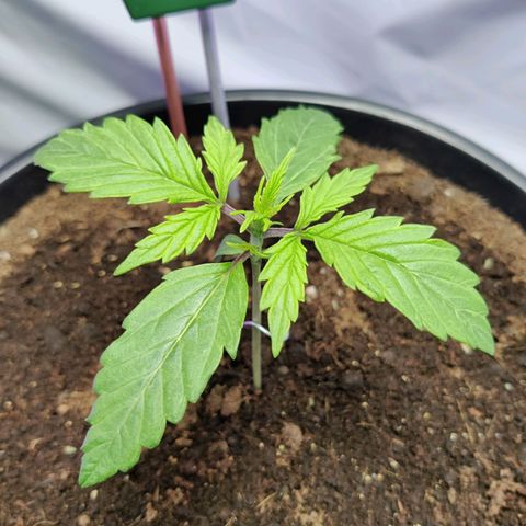 Smokey Joe Mark II growlog timeline photo