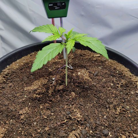 Smokey Joe Mark II growlog timeline photo