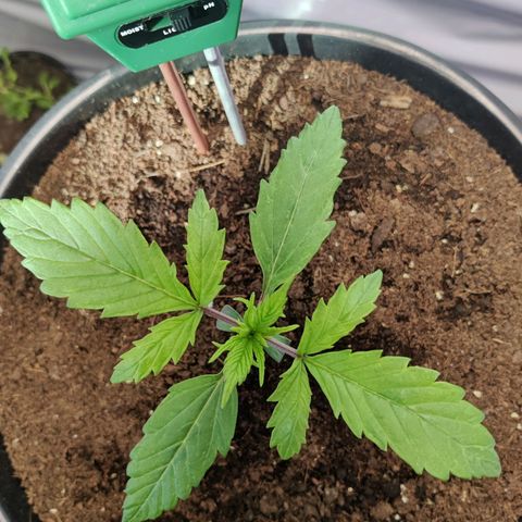 Smokey Joe Mark II growlog timeline photo