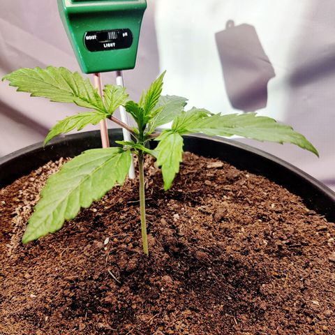 Smokey Joe Mark II growlog timeline photo