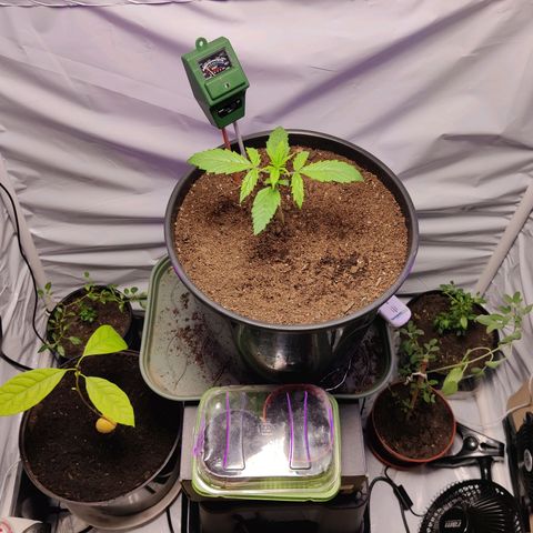 Smokey Joe Mark II growlog photo: First day of lst 