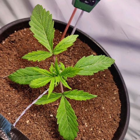 Smokey Joe Mark II growlog photo: First day of lst 