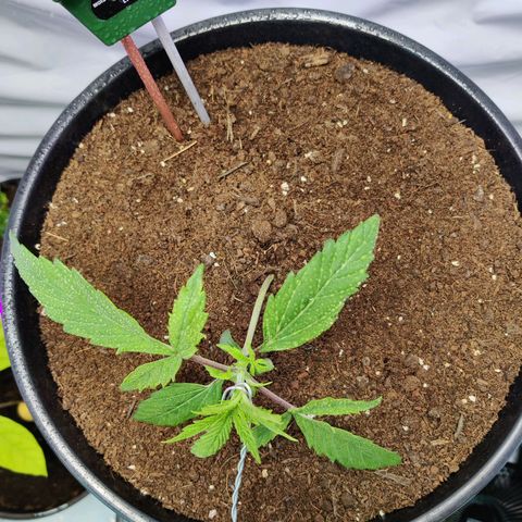 Smokey Joe Mark II growlog photo: First day of lst 