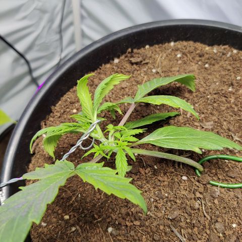 Smokey Joe Mark II growlog photo: Indication of some efficiency, hopefully the pH is alright, pH meter seems gash. Picked up some calmag and a new pH kit, flushed with pH 6.5 with 1ml biobizz grow and half a ml biobiz calmag 