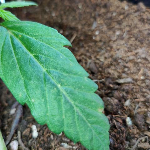 Smokey Joe Mark II growlog photo: Indication of some efficiency, hopefully the pH is alright, pH meter seems gash. Picked up some calmag and a new pH kit, flushed with pH 6.5 with 1ml biobizz grow and half a ml biobiz calmag 