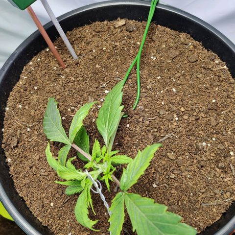 Smokey Joe Mark II growlog photo: Indication of some efficiency, hopefully the pH is alright, pH meter seems gash. Picked up some calmag and a new pH kit, flushed with pH 6.5 with 1ml biobizz grow and half a ml biobiz calmag 