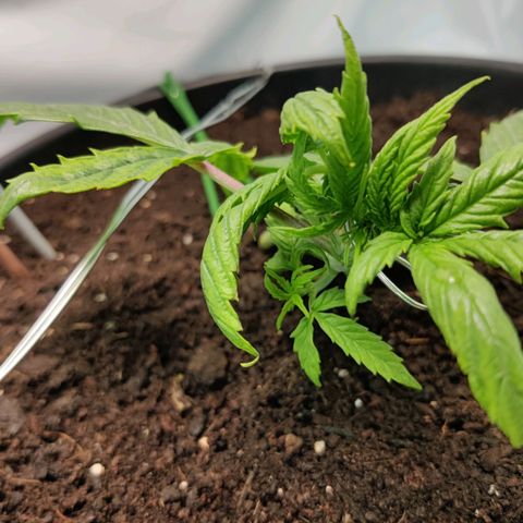 Smokey Joe Mark II growlog photo: Growth still seems alright despite pH.
Hopefully the flush does the trick and brings things back up 