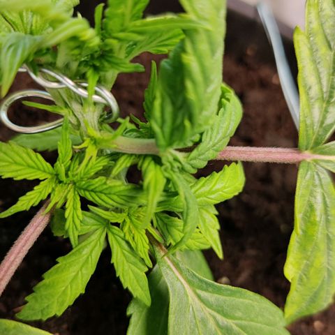 Smokey Joe Mark II growlog photo: Growth still seems alright despite pH.
Hopefully the flush does the trick and brings things back up 