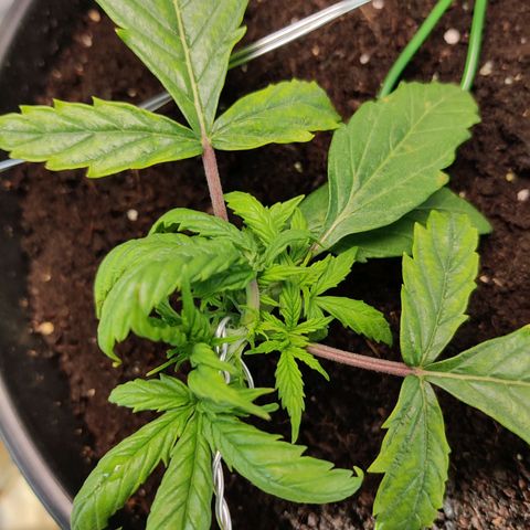 Smokey Joe Mark II growlog photo: Growth still seems alright despite pH.
Hopefully the flush does the trick and brings things back up 