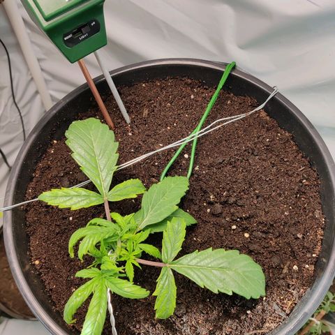 Smokey Joe Mark II growlog photo: Growth still seems alright despite pH.
Hopefully the flush does the trick and brings things back up 