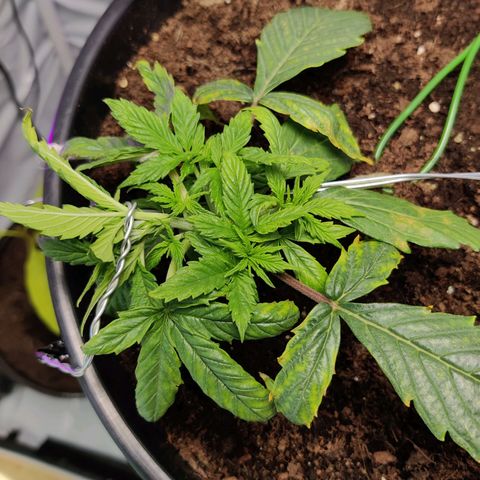 Smokey Joe Mark II growlog photo: Nutrients lockout damage getting more apparent but new growth looks fairly strong, hopefully another couple of days and we can flush it out again and get back on track.