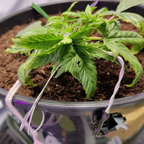 Smokey Joe Mark II growlog photo: Nutrients lockout damage getting more apparent but new growth looks fairly strong, hopefully another couple of days and we can flush it out again and get back on track.