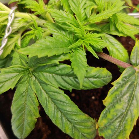 Smokey Joe Mark II growlog photo: Nutrients lockout damage getting more apparent but new growth looks fairly strong, hopefully another couple of days and we can flush it out again and get back on track.