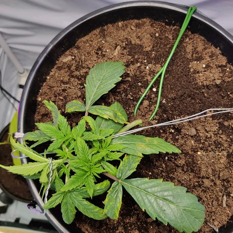 Smokey Joe Mark II growlog photo: Nutrients lockout damage getting more apparent but new growth looks fairly strong, hopefully another couple of days and we can flush it out again and get back on track.