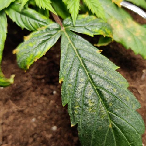 Smokey Joe Mark II growlog timeline photo