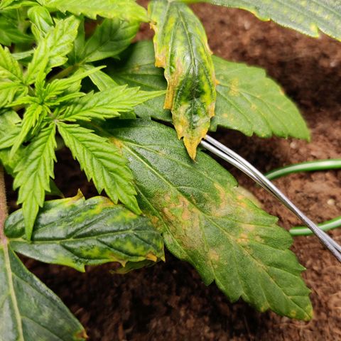 Smokey Joe Mark II growlog timeline photo