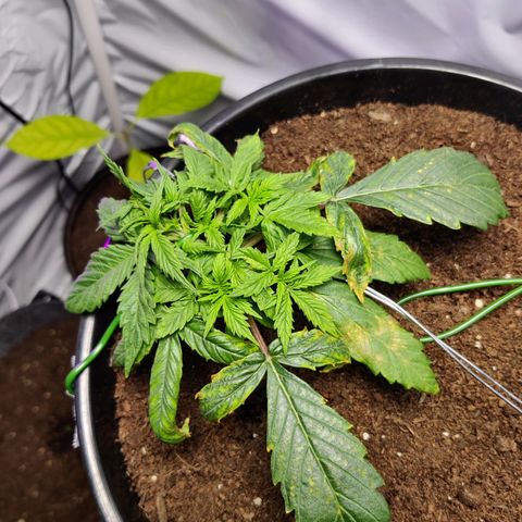 Smokey Joe Mark II growlog timeline photo