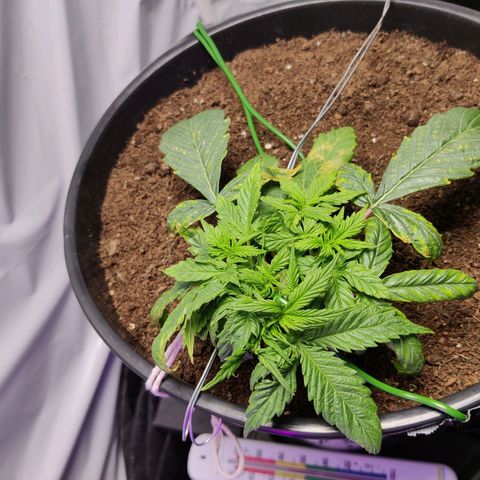 Smokey Joe Mark II growlog timeline photo