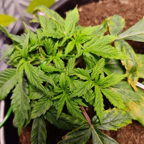 Smokey Joe Mark II growlog timeline photo