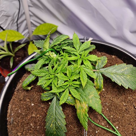 Smokey Joe Mark II growlog timeline photo