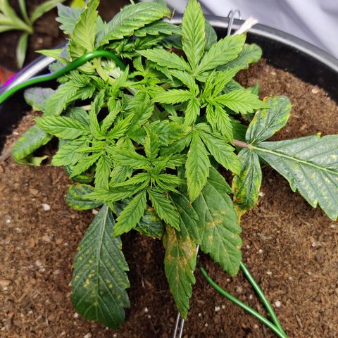 Smokey Joe Mark II growlog timeline photo