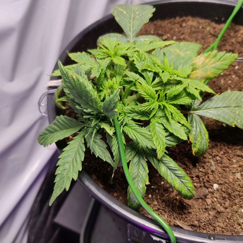 Smokey Joe Mark II growlog timeline photo