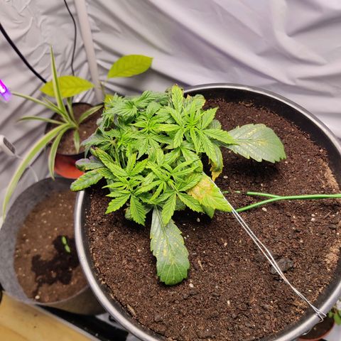 Smokey Joe Mark II growlog timeline photo