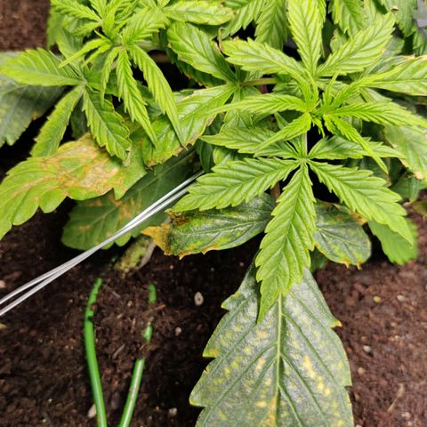Smokey Joe Mark II growlog timeline photo