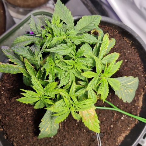 Smokey Joe Mark II growlog timeline photo