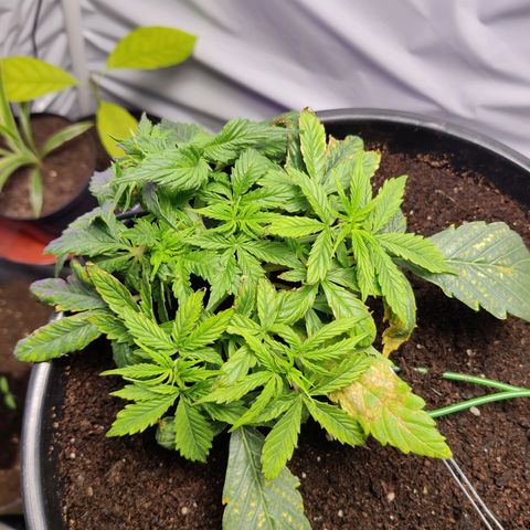 Smokey Joe Mark II growlog timeline photo
