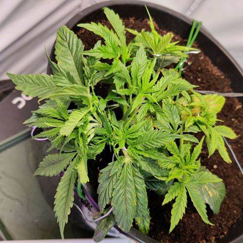 Smokey Joe Mark II growlog timeline photo