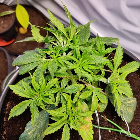 Smokey Joe Mark II growlog timeline photo