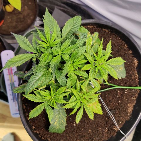 Smokey Joe Mark II growlog timeline photo