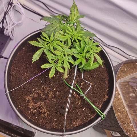 Smokey Joe Mark II growlog timeline photo