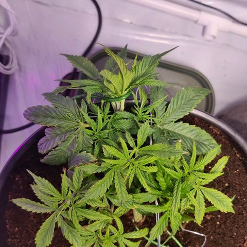Smokey Joe Mark II growlog timeline photo