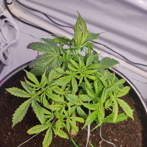 Smokey Joe Mark II growlog timeline photo