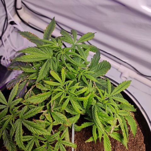 Smokey Joe Mark II growlog timeline photo