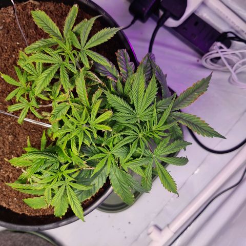 Smokey Joe Mark II growlog timeline photo