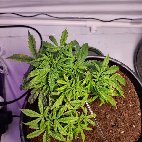 Smokey Joe Mark II growlog timeline photo