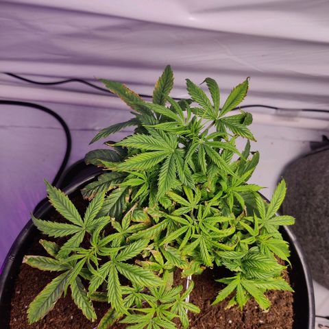 Smokey Joe Mark II growlog timeline photo