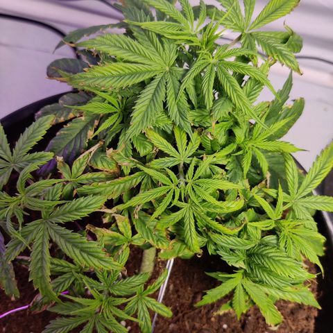 Smokey Joe Mark II growlog timeline photo
